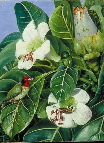 Марианна Норт (Marianne North; 24 октября 1830 30 августа 1890 английская путешественница и художница, известная своими ботаническими иллюстрациями и пейзажами, а также открытиями новых видов
