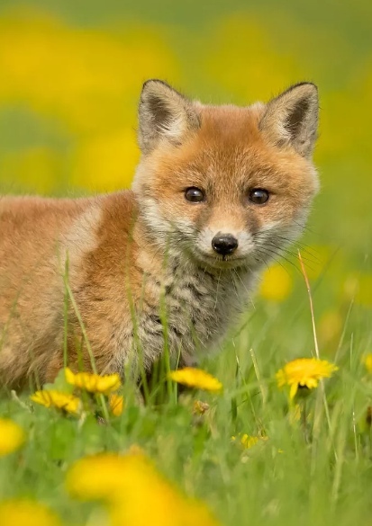 фурри лис. лисичка 19. лисичка 19. красивые лисы. карликовые лисы.