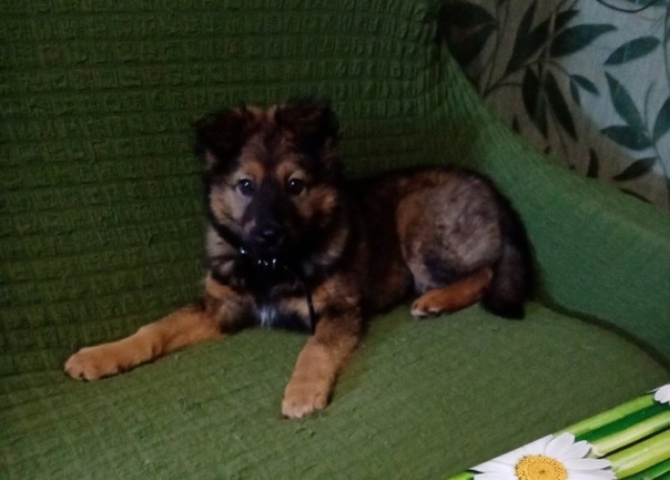 комнатные кутята. питомник собак в вышнем волочке. питомник вышний волочек собак. алабай черный с белым. найденные собаки в мурманске на авито.