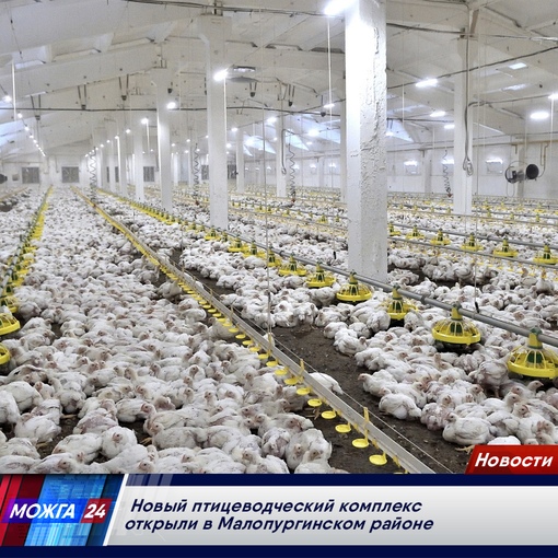 цыплята кросса росс 308. сизяшур малопургинский район. агрофирма феникс малопургинский район. агрофирма феникс. агрофирма феникс поляков.