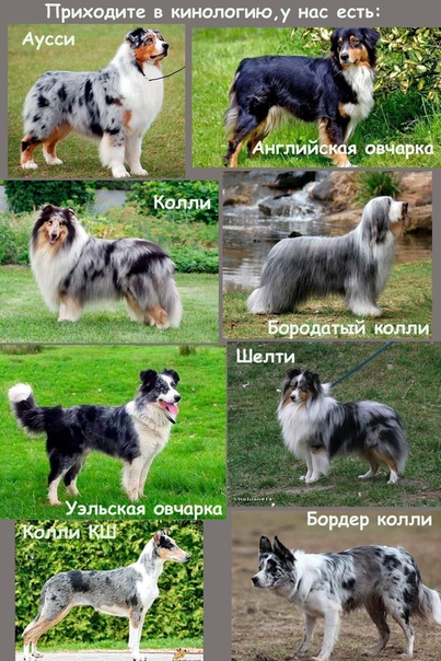 Вес аусси по месяцам таблица