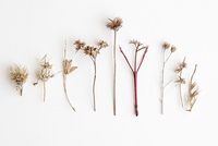 засушенный цветок гербарий. гербарий эстетика. Dried flowers сухоцветы. гербарий засушенные растения.