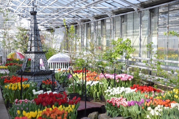 в оранжерее должны расцвести 900 тюльпанов. галантус калуга правый берег. галантус теплицы. в оранжерее должны расцвести 900 тюльпанов. вашутино.