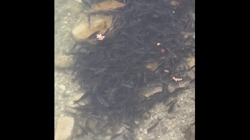 Какая рыба водится в озере абрау дюрсо. Рыбалка в абрау дюрсо. Мол новороссийск рыбалка. Рыбалка на озере абрау. Абрау какая рыба водится.