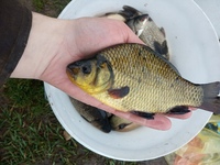 золотой карась. трофей карась рр4. карась (carassius carassius). ловим золотого карася. ловим золотого карася.