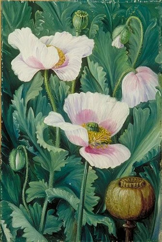 Марианна Норт (Marianne North; 24 октября 1830 30 августа 1890 английская путешественница и художница, известная своими ботаническими иллюстрациями и пейзажами, а также открытиями новых видов