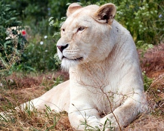 парк тайган львица герда. белая львица герда. фото львицы герды в парке тайган. тайган что с львицей гердой. львица герда.