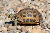 паучья сухопутная черепаха. паучья черепаха pyxis arachnoides. среднеазиатская красноухая черепаха. мадагаскарская паучья черепаха. звездчатая сухопутная черепаха.