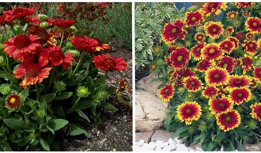 гайлардия меза ред. гайлардия многолетняя выращивание из семян. гайлардия многолетняя выращивание из семян. гайлардия аризона ред шейдс. цветы монтана гайлардия.