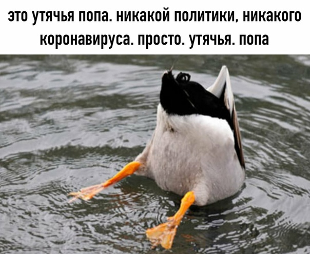 утка упал. утка разьилась мес. индоутки в деревне. утка упал. утка упал.