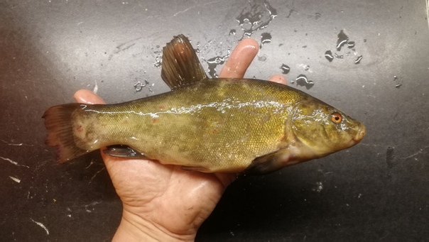 Линь речной. Линь рыба. Рыбалка на линя. Линь альбинос. Линь рыба.