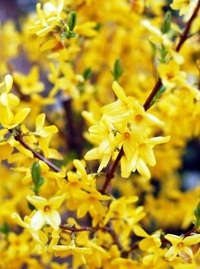 Керрия японская голден гуинеа. Желтый кустарник форзиция. Керр я японская. Спирея магония падуболистная. Керрия японская пленифлора.